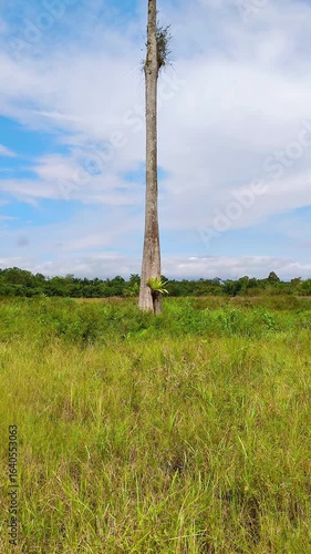 a tall tree stands tall in a green field with a natural background