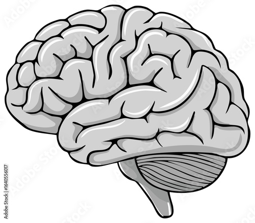 Human Brain Cartoon Illustration Anatomical Organ Central Nervous System Medical Science