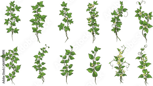 Delicate green climbing jasmine vine clipart with white blossoms, botanical flowering plant elements, natural floral vector set for design
