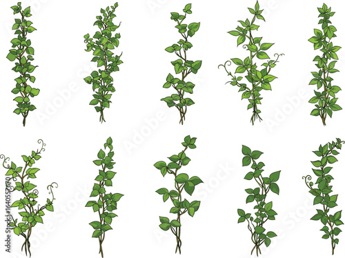 Green ivy vine branches with curling tendrils and lush leaves, botanical vector design elements, natural garden plant illustrations