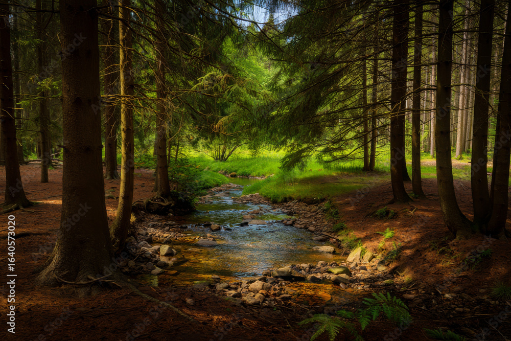 Obraz premium path in the woods