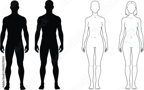 Male and female body silhouette and outline, human anatomy front view, vector illustration, medical reference, fitness design, healthcare educational graphic