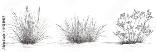 Detailed black and white line art illustration of wild grass clumps and flowering shrub plants isolated on white background minimalist botanical nature vector
