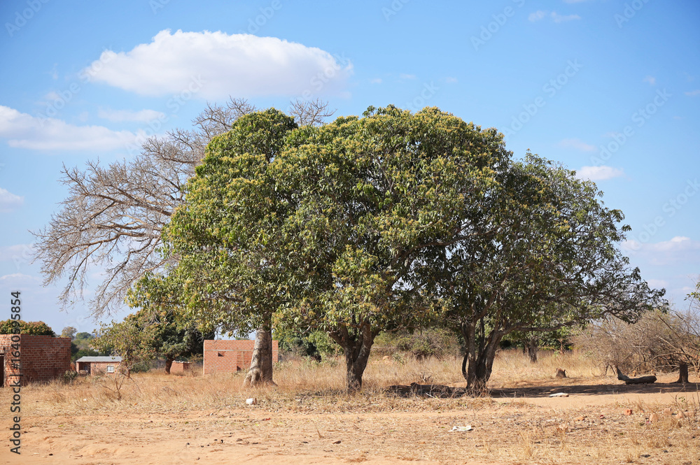 Obraz premium 아프리카 나무