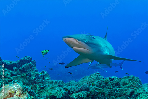 Close-Up of a Silky Shark Swimming Over Coral Reef