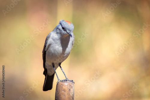 sleepyhead with a reddish neck