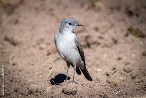 sleepyhead with a reddish neck
