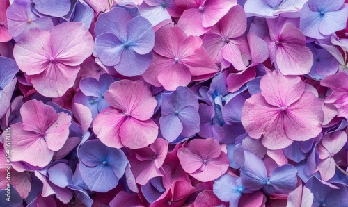 Close up hydrangea blooms in pink and blue hues natural beauty backdrop