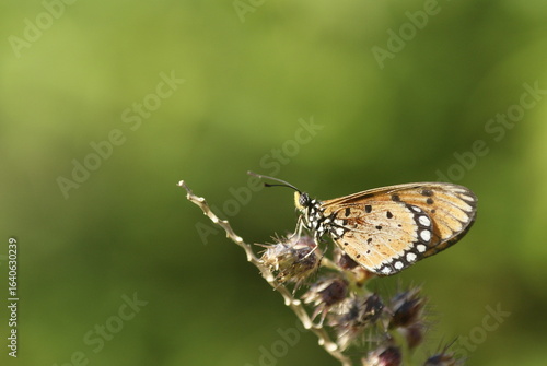Close-up of a tawny coster butterfly (Acraea terpsichore) perched on dried wildflowers with a soft green background in natural sunlight.