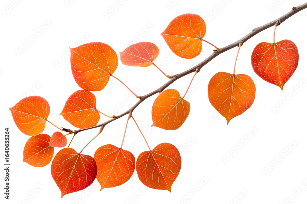 Obraz premium Yellow autumn leaves, physalis lanterns, and red berries isolated on a white background
