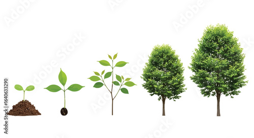 Vector illustration of growth stages of a tree from seedling to mature tree isolated on white background