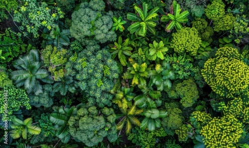 Lush green forest canopy aerial view natural background wallpaper