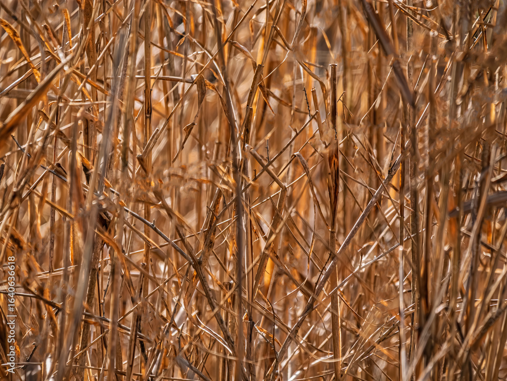 Fototapeta premium Golden Light Through Dry Reeds