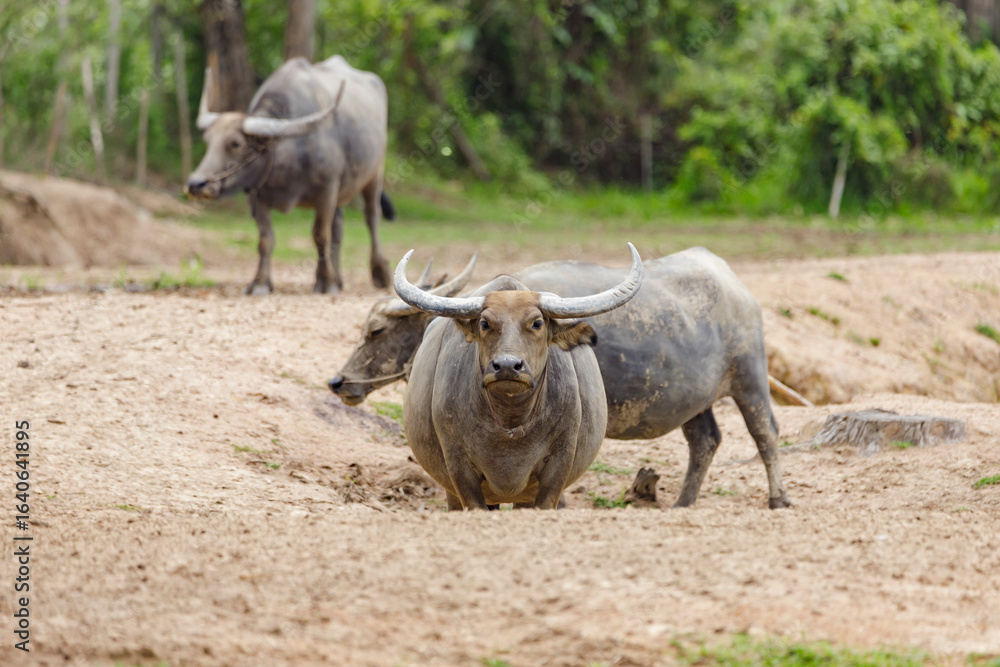 Fototapeta premium Water buffalo or domestic water buffalo (Bubalus bubalis) in a corral