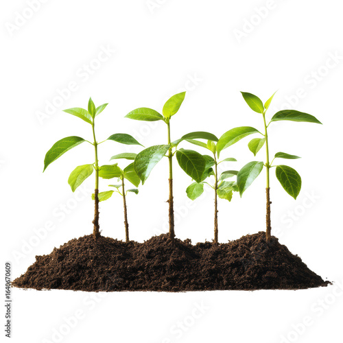 Wallpaper Mural Row of green seedlings growing in soil
 Torontodigital.ca