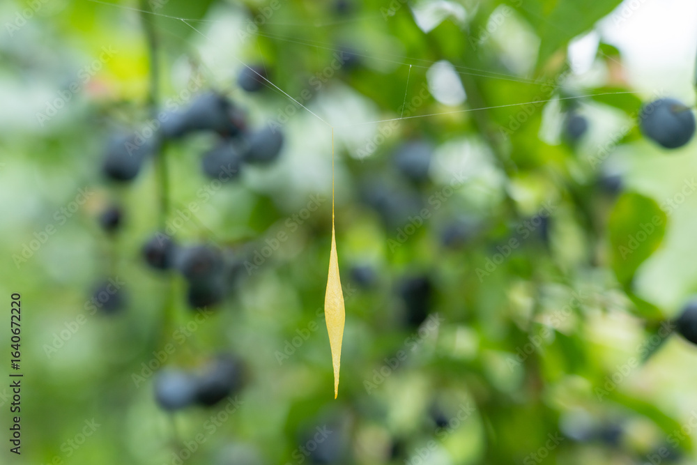 Naklejka premium ブルーベリー園で見つけたシロオビトリノフンダマシの卵のう