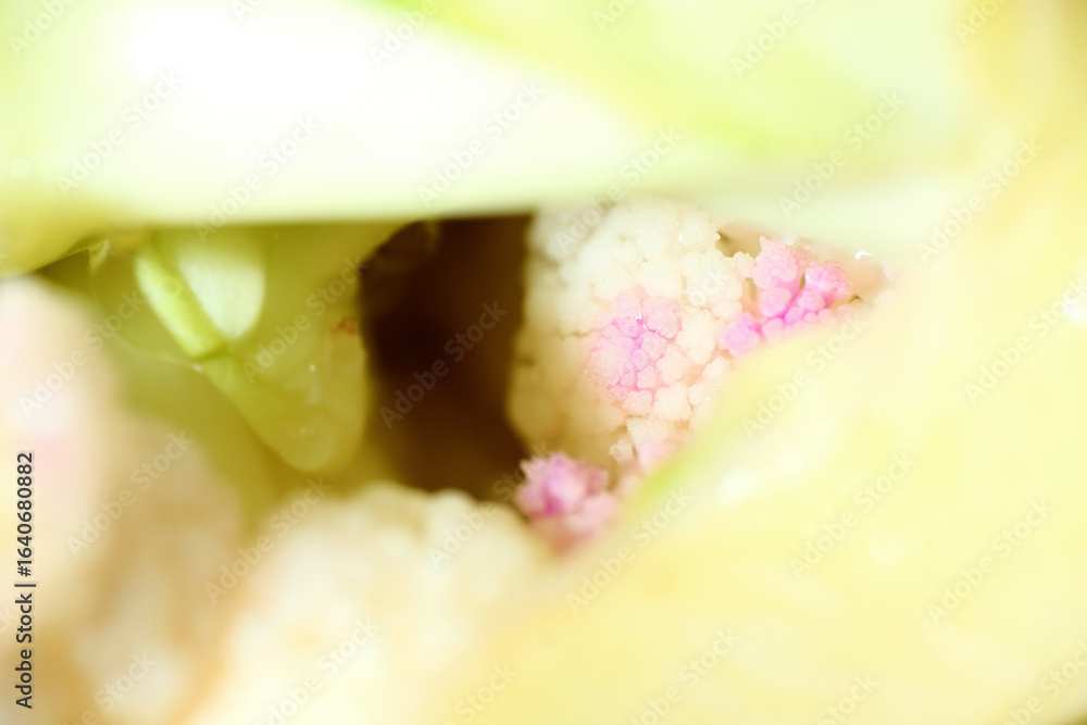 Fototapeta premium Close up of cauliflower turn purple