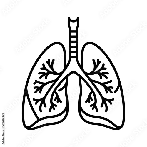 An anatomical line drawing of human lungs with trachea and bronchi, isolated on a white background.
