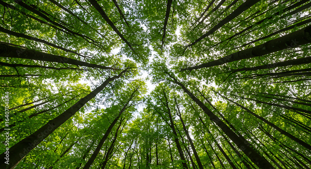 Upward View of Sunlit Forest Canopy. Upward View of Sunlit Forest Canopy.