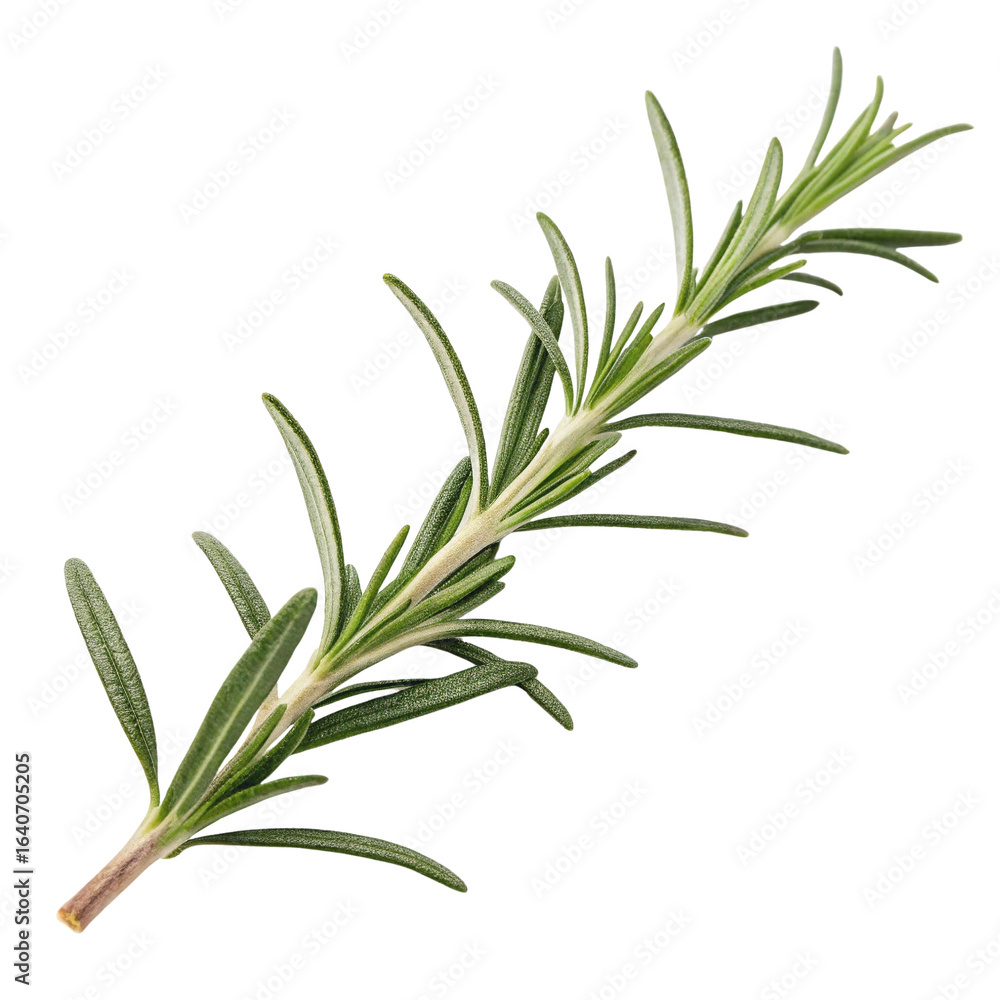 Fototapeta premium Fresh rosemary sprig showcasing its vibrant green leaves.