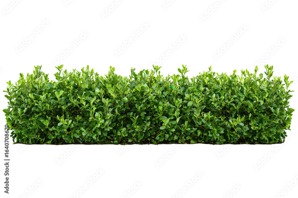 Obraz premium Elongated green bushes isolated on a transparent background for landscaping and garden design purposes