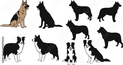 Vector illustration set featuring German Shepherd and Border Collie dogs, with colored and black silhouette versions, in various poses, for design.