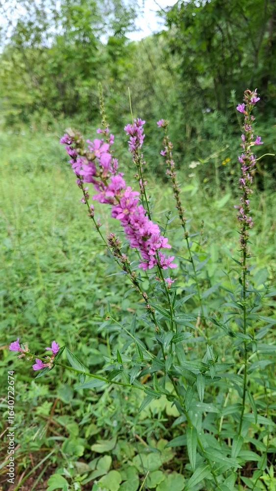 Fototapeta premium Lythrum salicaria, a perennial herbaceous plant, is a wild, beautiful-flowering, ornamental plant
