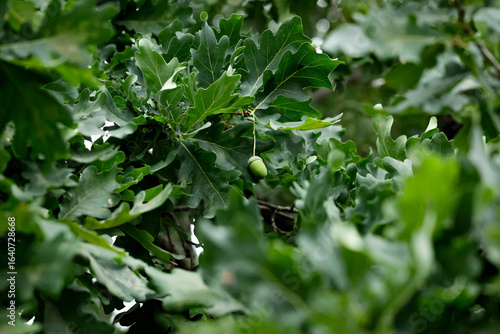 European oak ,Quercus robur, also known as summer oak or common oak fresh green new leaves in the garden