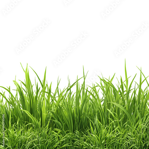 A vibrant patch of green grass with a dark background creating a natural and isolated scene effect on transparent background