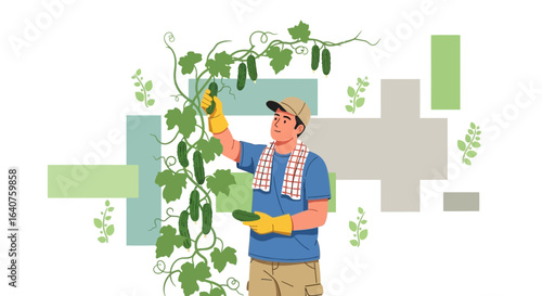 Farmer Harvesting Fresh Organic Cucumbers From His Garden With Care And Precision