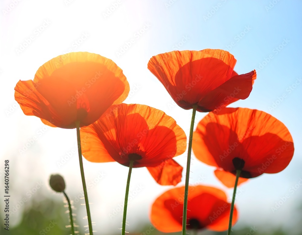 Naklejka premium Bright poppies against a pale sky