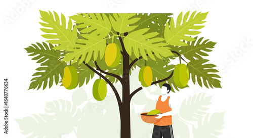Harvesting Breadfruit In The Tropics Showing Sustainable Farming Practices
