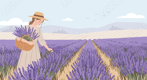 Harvesting Lavender Aromatherapy Oil On A Beautiful Lavender Field