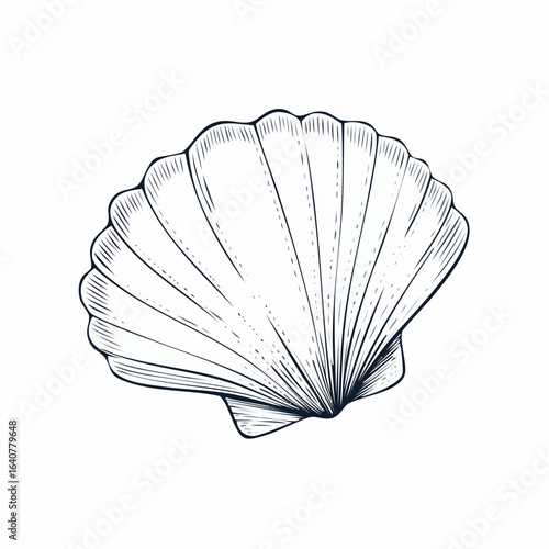 Vector illustration of outline shell with hand drawn engraving lines. Etched drawing of Seashell in vintage engraving for nautical design.