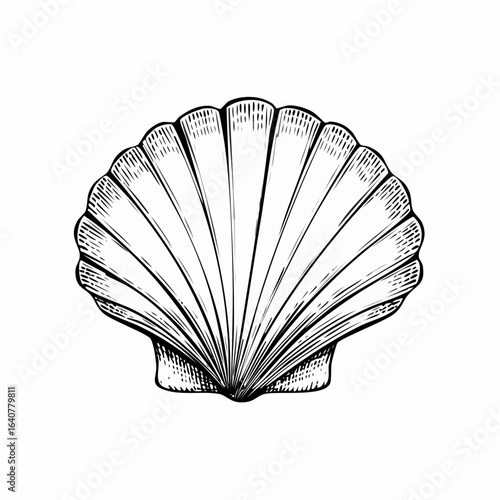 Vector illustration of outline shell with hand drawn engraving lines. Etched drawing of Seashell in vintage engraving for nautical design.