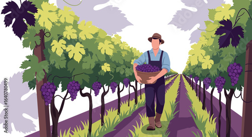 Grape Harvest Illustration Man Carrying Basket Full Of Ripe Grapes In Vineyard