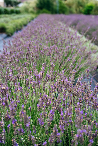 Close-up of densely blooming lavender rows representing large-scale cultivation for the herbal and natural ingredient industries. The global rise of botanical economies, lavender farming, 