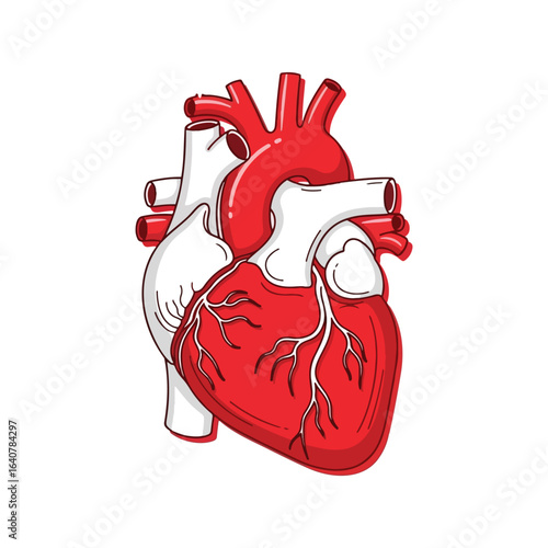Stylized anatomical illustration of a human heart, showcasing its chambers and vessels.