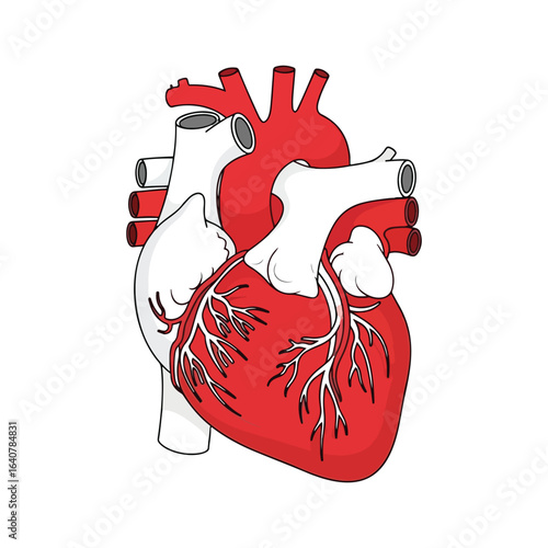 An educational anatomy graphic showing a science diagram of the heart and vein for clinical research, representing patient therapy, wellness, recovery, and medical teamwork.