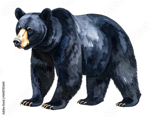 Black bear illustration
