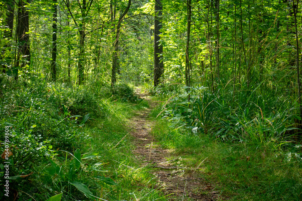 Obraz premium Sunlit Forest Path Through Lush Green Vegetation