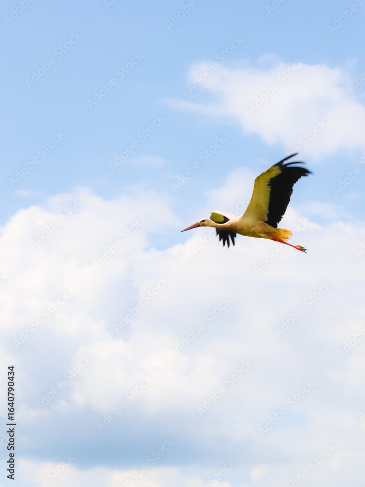 Obraz premium High in the sky, a white stork spreads its wings, flying among white clouds. This photograph conveys a sense of freedom, flight, and the grandeur of nature.