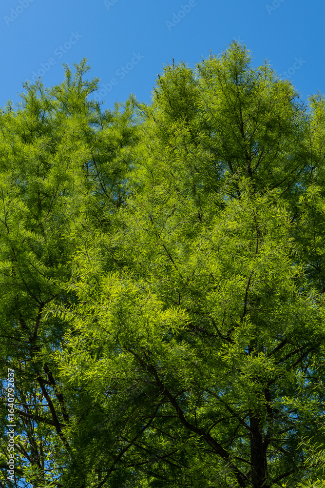 Obraz premium Tall, lush Bald Cypress Taxodium Distichum (swamp, white-cypress, gulf or tidewater red cypress) standing prominently in park setting. Tree has sprawling branches set against clear blue sky.