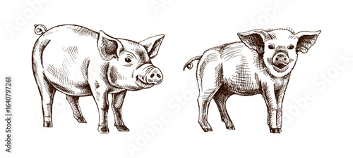 Hand drawn vintage sketch of two pigs in rustic farm style, detailed livestock animal illustration in engraved design
