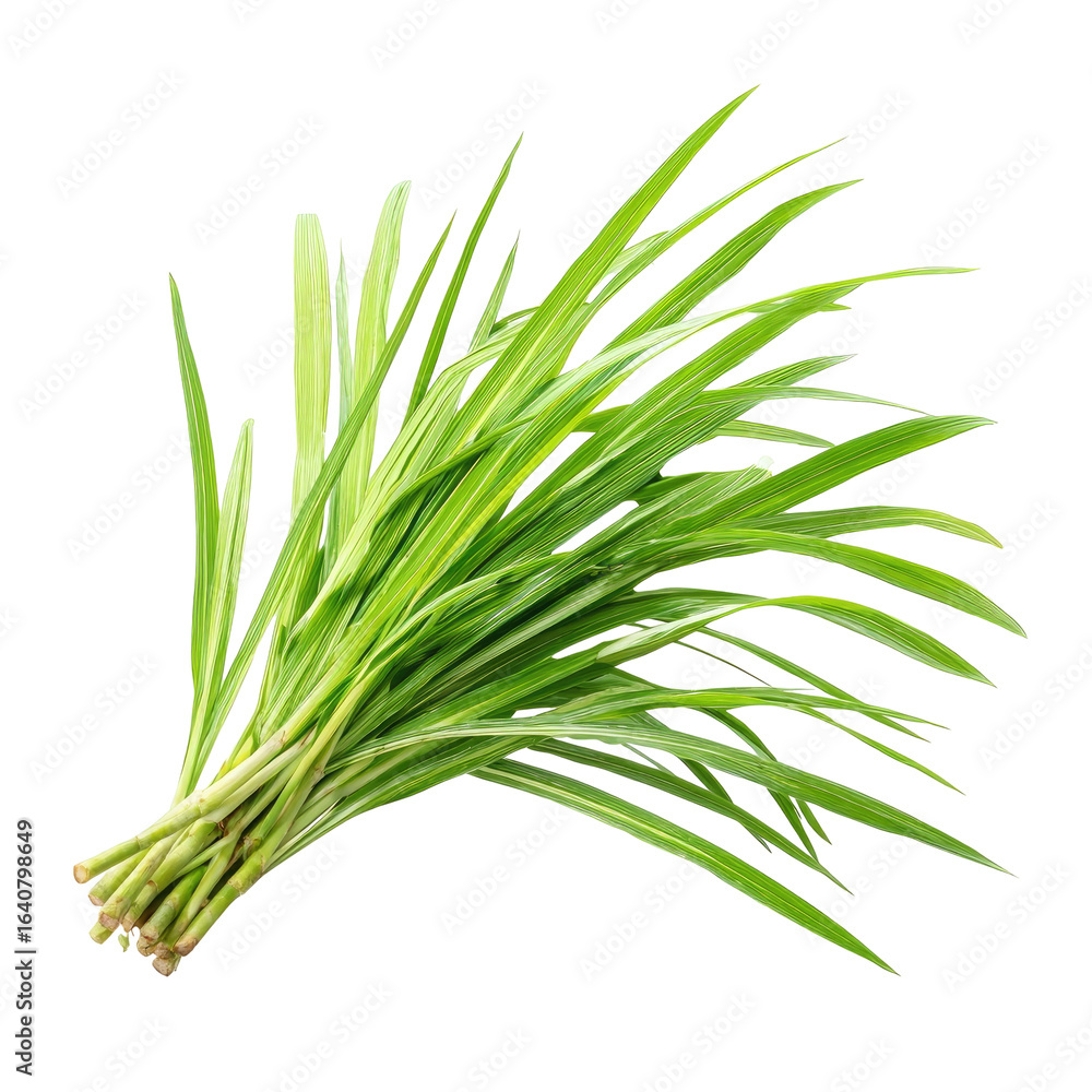 Fresh bunch of vibrant green leaves Fresh bunch of vibrant green leaves
