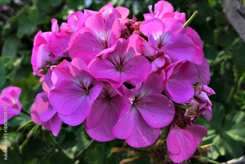 Close-Up of a Bright Pink Geranium Flowers in Full Bloom. Pink geranium isolated, variety of Pelargonium—commonly referred to as zonal geranium. Beautiful nature background. inflorescence flowers.	