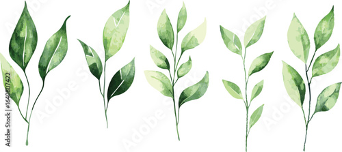 Watercolor illustration of various green leaves and foliage on white background