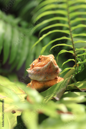 Bearded dragon lizard on Natural Habitat ,Close up image of Inland Bearded Dragon (Pogona vitticeps), Australian Bearded Dragon 
