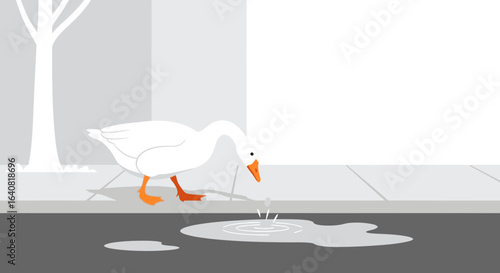 White Goose Quenches Thirst From Puddle In Urban Landscape On Sunny Day