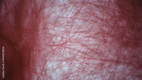 Wallpaper Mural The amazing world of microbiology. Different bacteria, microbes and single-celled microorganisms are visible through a microscope. High-quality video
 Torontodigital.ca